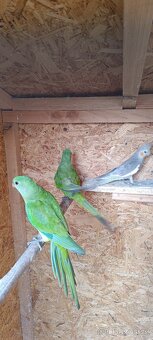 Papoušek Nádherný - 2