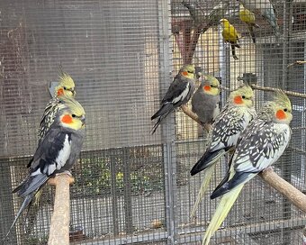 Prodám korely 2025 - 2