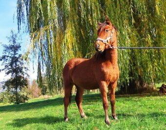 Roční klisnička na prodej - 2