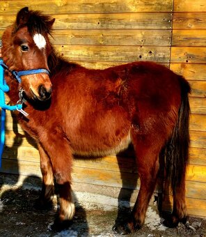 Klisnička -  hnědka WPB - 2