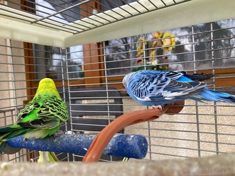 ANDULKA VLNKOVANÁ - 2