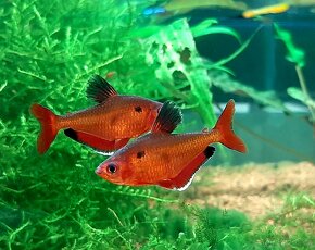 Tetra krvavá ( Hyphessobrycon eques) - 2