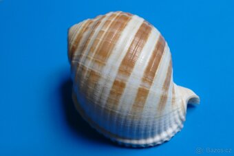 Tonna sulcosa - 2