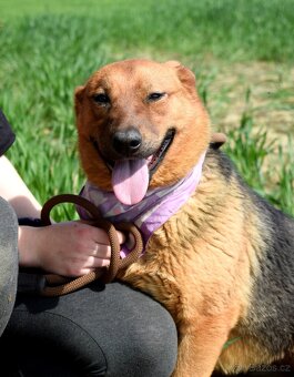 NORMA K ADOPCI- 2 ROKY, KLIDNÁ, NENÁROČNÁ,ODDANÁ - 2
