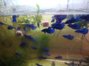 Betta splendens, Bojovnice pestrá - 2