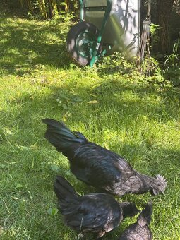 Ayam cemani - 2