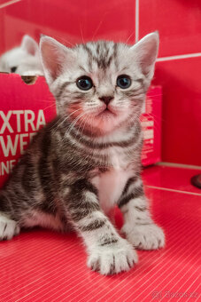 6 britských whiskas koťátek – 3 holky a 3 kluci 🐾 - 2
