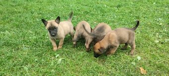 Belgický ovčák Malinois bez PP - 2