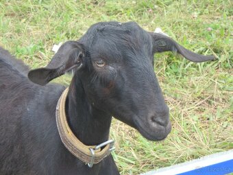 koza k připuštění - 2