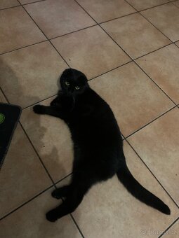 Daruji skotska klapaucha - 2