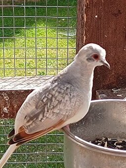 Holoubek diamantovy - 2