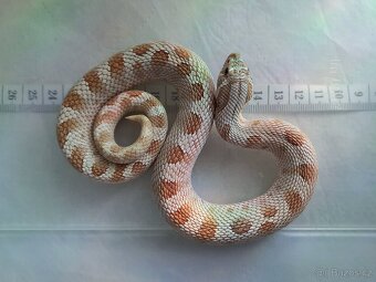 Heterodon nosatý - 1.0 NZ 2022 - 2