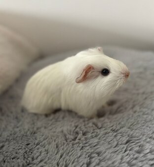 Morče samička- rezervace - 2