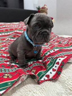 Francouzský buldoček - 2