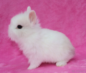 Zakrslý krátkouchý králíček lvíček . Sameček - 2