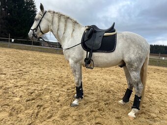 P.R.E. Hřebec na prodej - 2