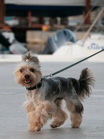 Jorkšírsky teriér, krytí Ne na prodej - 2