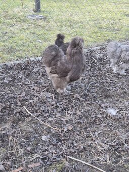 Hedvábnička kohout - 2