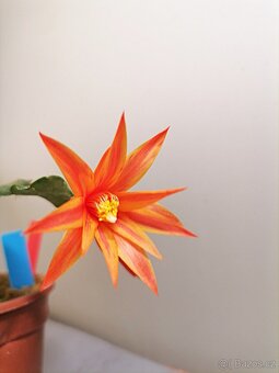 Schlumbergera - Velikonoční kaktus - řízky - 2