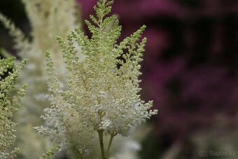 Astilbe, cechrava bila, ruzova, cervena - 2
