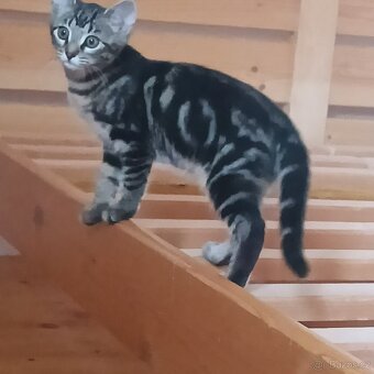 Koťátka k adopci - 2