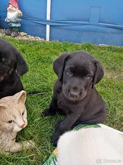 Labrador - 2