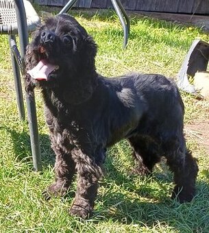 Americký kokršpaněl bez pp - 2