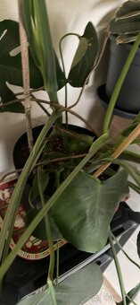 Monstera Teplice rostlina - 2