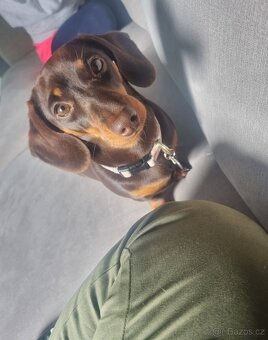 Jezevčík trpasličí - 2