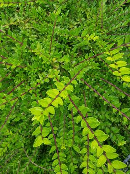 Zimolez, Lonicera, Lonicera Nitida, Zimolez lesklý, keře - 2