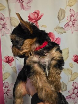 Jorkšířský teriér - 2