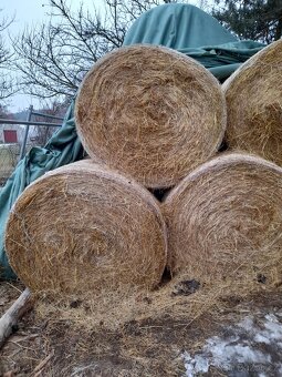 Prodám seno kulaté balíky 135 cm - 2