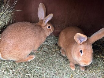 Burgundský králík (samci i samice) - 2