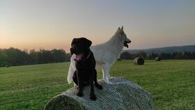 Čokoladový labradorský retrívr ke krytí - 2