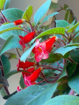Kohlerie - Kohleria eriantha - rostlina - 2