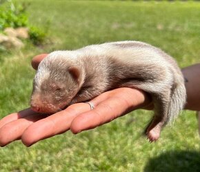 Skunk pruhovaný - 2025 - 2