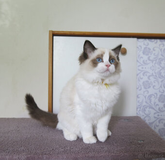 Ragdoll kocourci s průkazem původu - 2