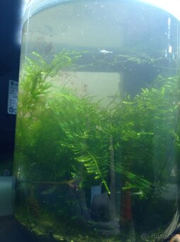 Tchaj WAN Moss 3 větvičky - 2