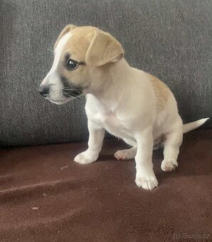 Jack Russell - 2
