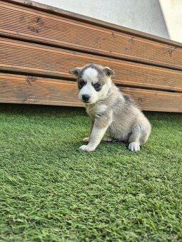 Sibiřský Husky - štěně - 2