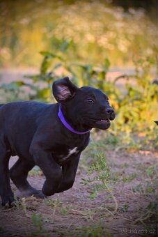Štěňata Labrador-Labradorský Retrívr Fenečky - 2