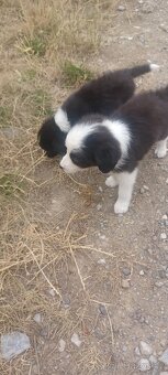Border kolie - 2