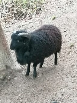 Ovce Quessantská beránek - 2