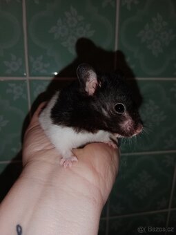 Křeček syrský - 2