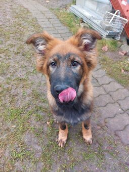 Německý ovčák s PP - 2