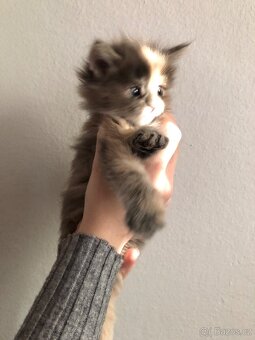 Koťata Mainská mývalí bez PP - 2