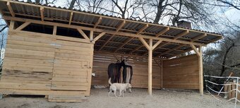 Ustájení pro hřebečky - 2