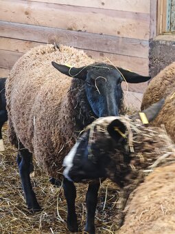 Zwartbles x Suffolk - 2