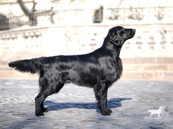 Flat Coated Retriever- černá štěňátka s PP - 2
