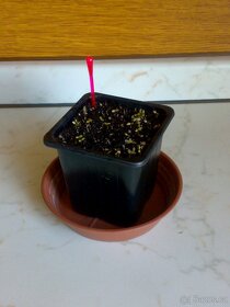 Šrucha latnatá - Talinum paniculatum - Semena - 0,1g - 2